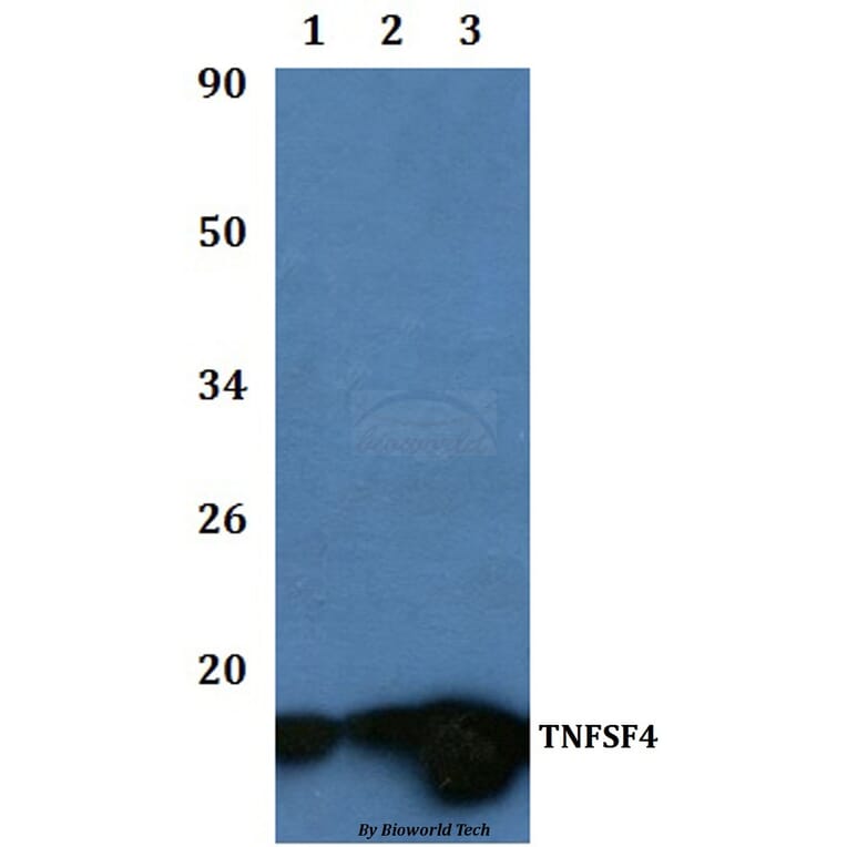 Anti-TNFSF4 Antibody from Bioworld Technology (BS60941) - Antibodies.com