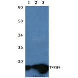 Anti-TNFSF4 Antibody from Bioworld Technology (BS60941) - Antibodies.com