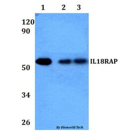 Anti-IL18RAP Antibody from Bioworld Technology (BS60942) - Antibodies.com