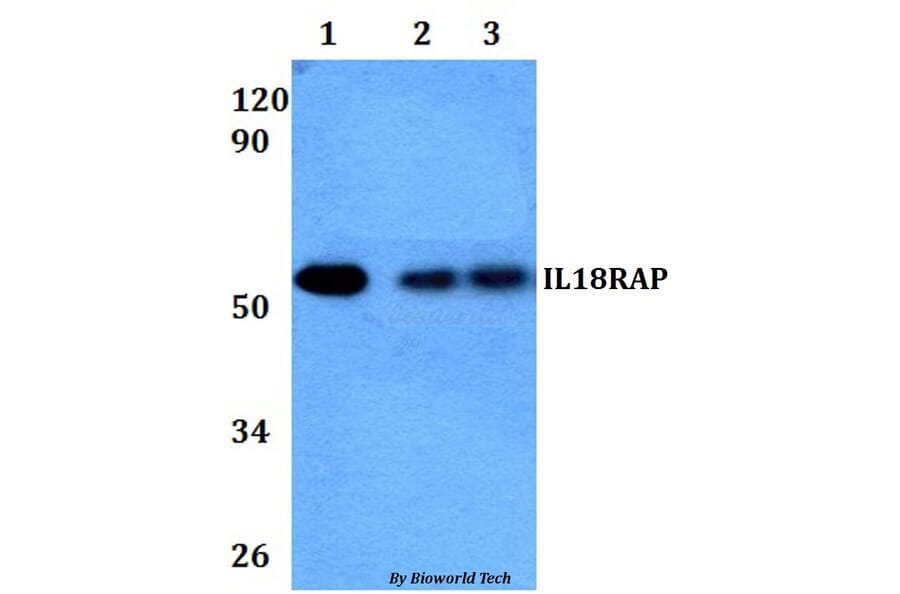 Anti-IL18RAP Antibody from Bioworld Technology (BS60942) - Antibodies.com