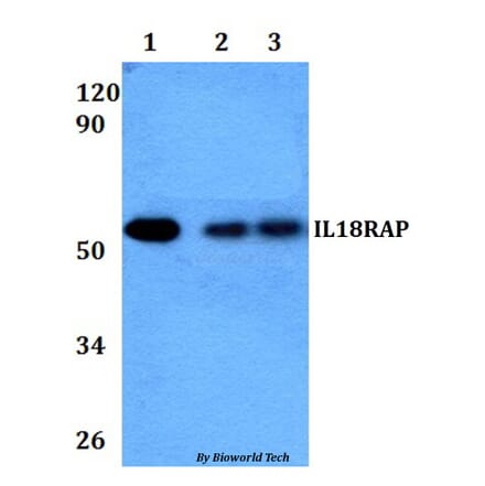 Anti-IL18RAP Antibody from Bioworld Technology (BS60942) - Antibodies.com