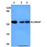 Anti-IL18RAP Antibody from Bioworld Technology (BS60942) - Antibodies.com
