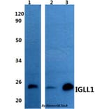 Anti-IGLL1 Antibody from Bioworld Technology (BS60959) - Antibodies.com