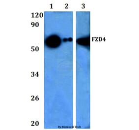 Anti-Frizzled-4 Antibody from Bioworld Technology (BS60963) - Antibodies.com
