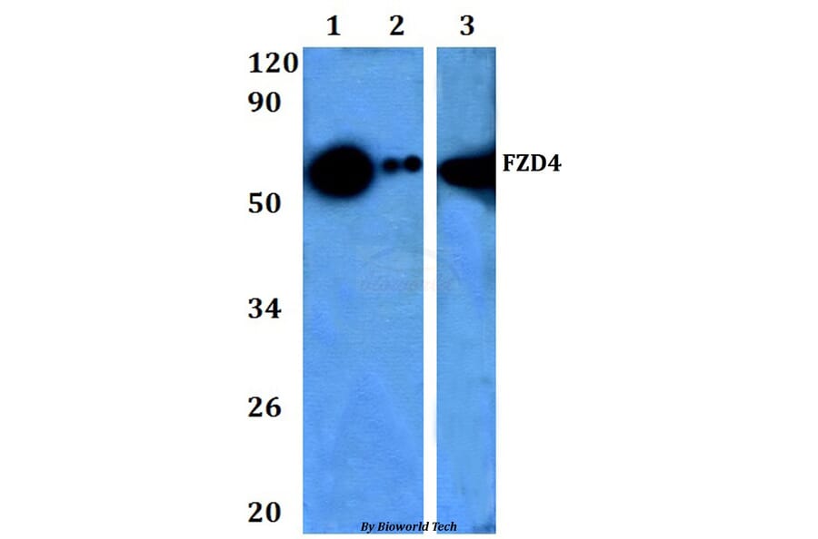 Anti-Frizzled-4 Antibody from Bioworld Technology (BS60963) - Antibodies.com