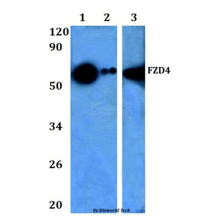 Anti-Frizzled-4 Antibody from Bioworld Technology (BS60963) - Antibodies.com