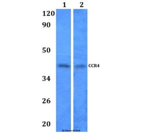 Anti-CCR4 Antibody from Bioworld Technology (BS60964) - Antibodies.com