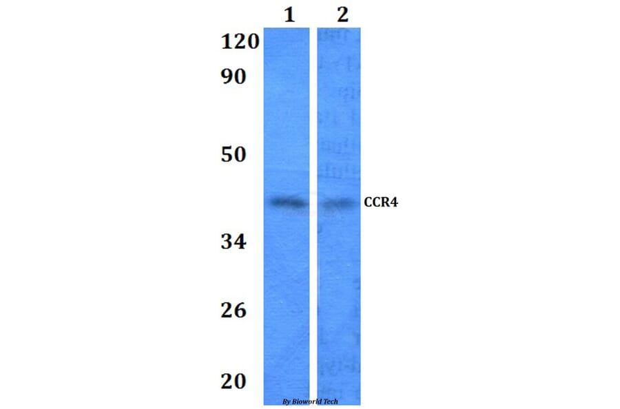 Anti-CCR4 Antibody from Bioworld Technology (BS60964) - Antibodies.com