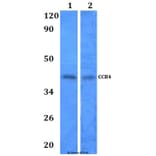Anti-CCR4 Antibody from Bioworld Technology (BS60964) - Antibodies.com