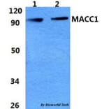 Anti-MACC1 Antibody from Bioworld Technology (BS60966) - Antibodies.com