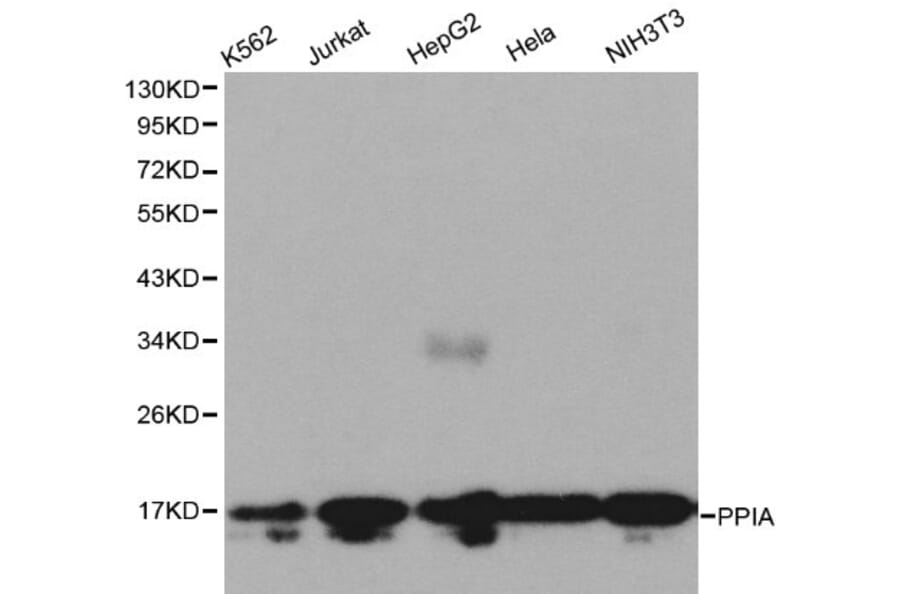 Anti-PPIA Antibody from Bioworld Technology (BS6097) - Antibodies.com
