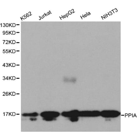 Anti-PPIA Antibody from Bioworld Technology (BS6097) - Antibodies.com
