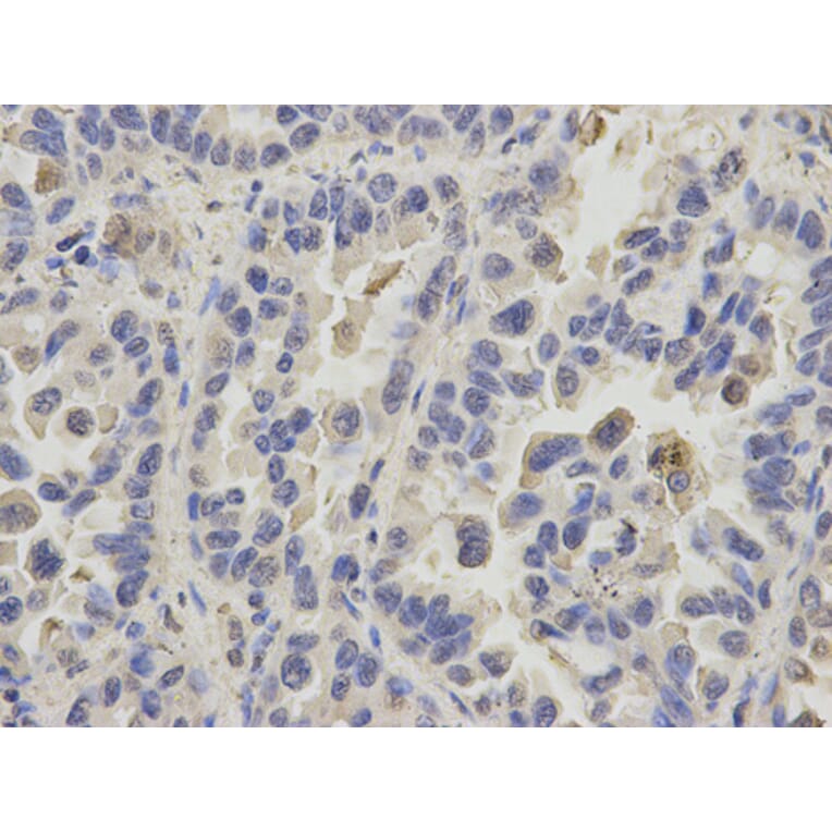 Anti-PPIA Antibody from Bioworld Technology (BS6097) - Antibodies.com