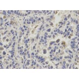 Anti-PPIA Antibody from Bioworld Technology (BS6097) - Antibodies.com