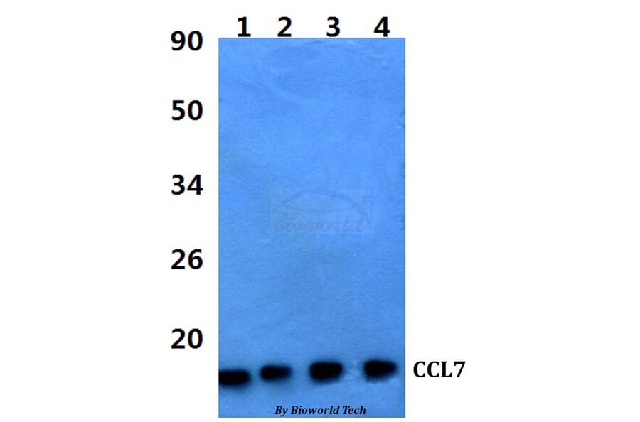 Anti-CCL7 Antibody from Bioworld Technology (BS60970) - Antibodies.com