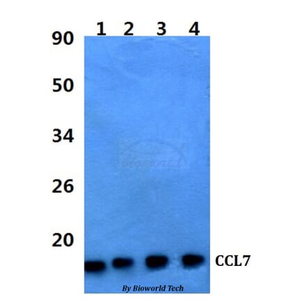 Anti-CCL7 Antibody from Bioworld Technology (BS60970) - Antibodies.com
