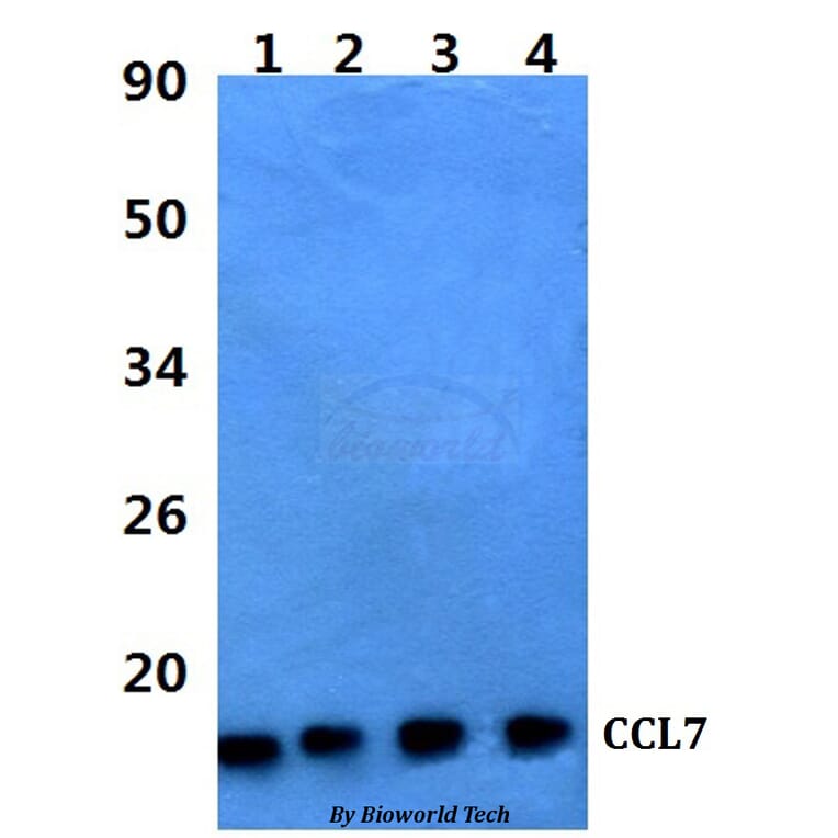 Anti-CCL7 Antibody from Bioworld Technology (BS60970) - Antibodies.com