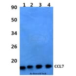 Anti-CCL7 Antibody from Bioworld Technology (BS60970) - Antibodies.com