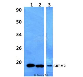 Anti-GREM2 Antibody from Bioworld Technology (BS60971) - Antibodies.com