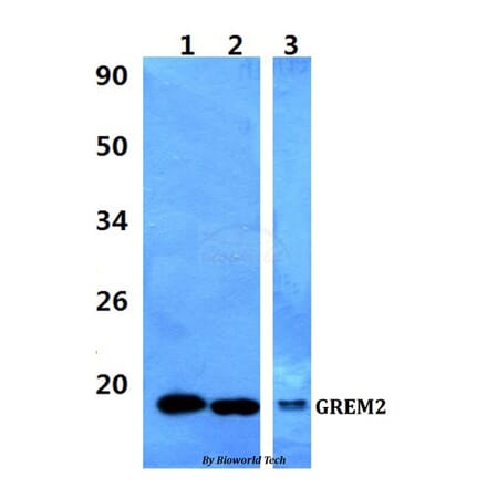 Anti-GREM2 Antibody from Bioworld Technology (BS60971) - Antibodies.com