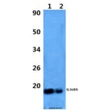 Anti-IL36RN Antibody from Bioworld Technology (BS60972) - Antibodies.com