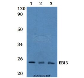 Anti-EBI3 Antibody from Bioworld Technology (BS60974) - Antibodies.com