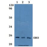 Anti-EBI3 Antibody from Bioworld Technology (BS60974) - Antibodies.com
