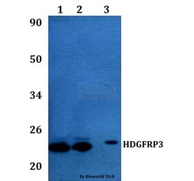 Anti-HDGFRP3 Antibody from Bioworld Technology (BS60977) - Antibodies.com