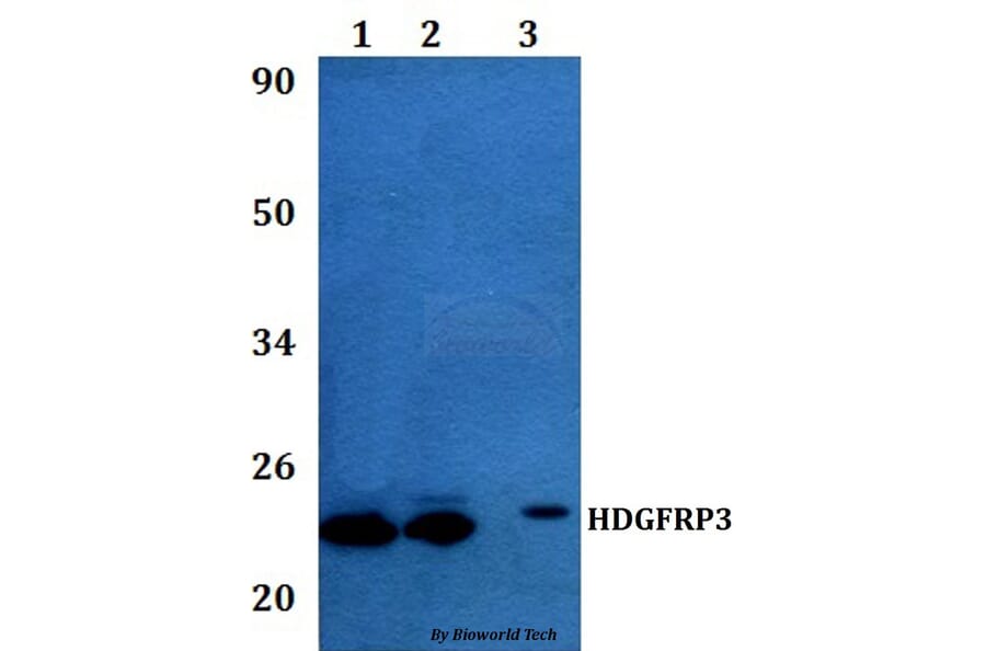 Anti-HDGFRP3 Antibody from Bioworld Technology (BS60977) - Antibodies.com