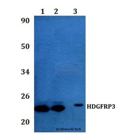 Anti-HDGFRP3 Antibody from Bioworld Technology (BS60977) - Antibodies.com