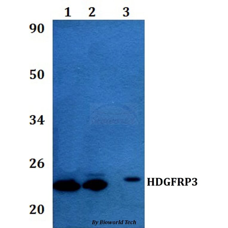 Anti-HDGFRP3 Antibody from Bioworld Technology (BS60977) - Antibodies.com