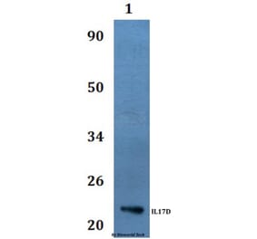 Anti-IL17D Antibody from Bioworld Technology (BS60982) - Antibodies.com