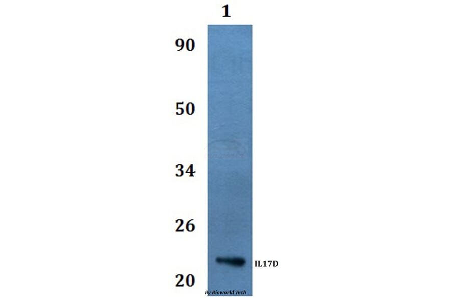 Anti-IL17D Antibody from Bioworld Technology (BS60982) - Antibodies.com