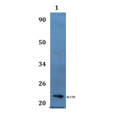 Anti-IL17D Antibody from Bioworld Technology (BS60982) - Antibodies.com