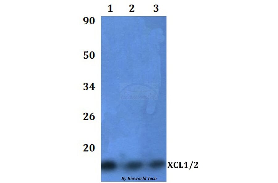 Anti-XCL1/2 Antibody from Bioworld Technology (BS60985) - Antibodies.com