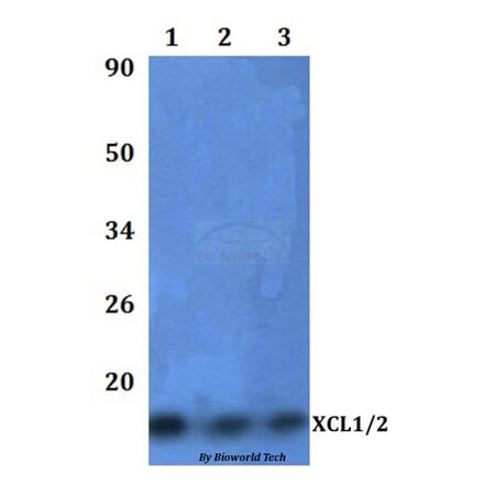 Anti-XCL1/2 Antibody from Bioworld Technology (BS60985) - Antibodies.com
