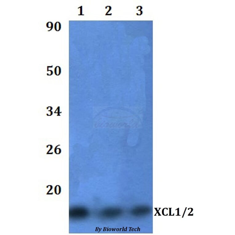 Anti-XCL1/2 Antibody from Bioworld Technology (BS60985) - Antibodies.com