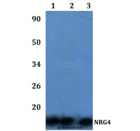 Anti-NRG4 Antibody from Bioworld Technology (BS60986) - Antibodies.com
