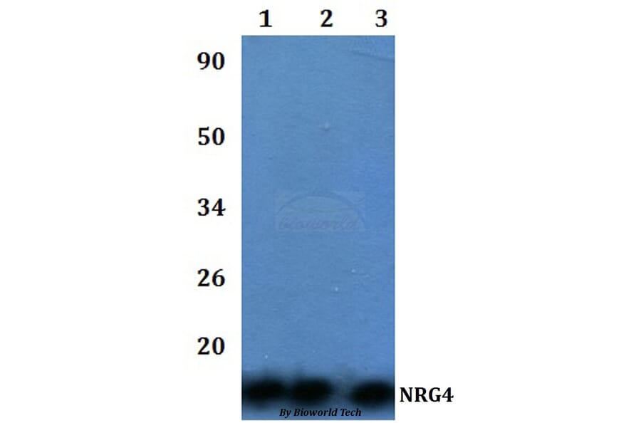 Anti-NRG4 Antibody from Bioworld Technology (BS60986) - Antibodies.com