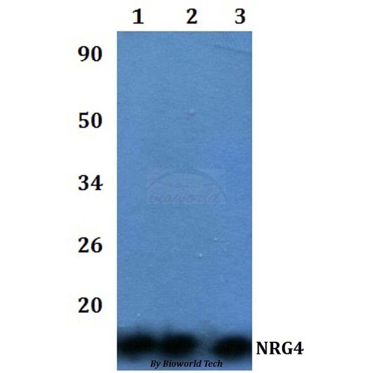 Anti-NRG4 Antibody from Bioworld Technology (BS60986) - Antibodies.com