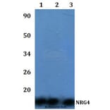 Anti-NRG4 Antibody from Bioworld Technology (BS60986) - Antibodies.com