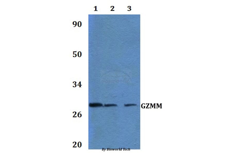 Anti-GZMM Antibody from Bioworld Technology (BS60988) - Antibodies.com