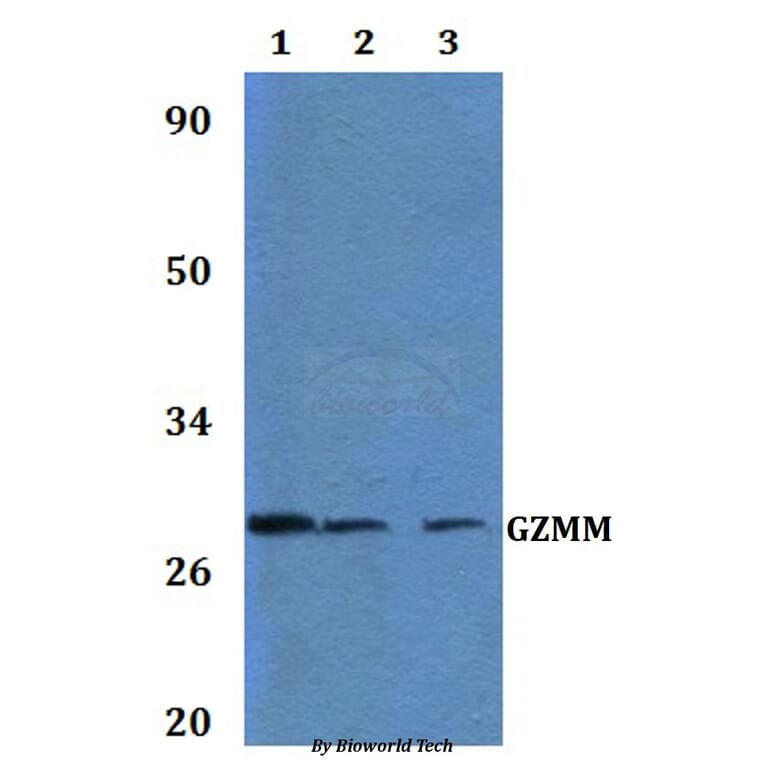 Anti-GZMM Antibody from Bioworld Technology (BS60988) - Antibodies.com