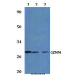 Anti-GZMM Antibody from Bioworld Technology (BS60988) - Antibodies.com