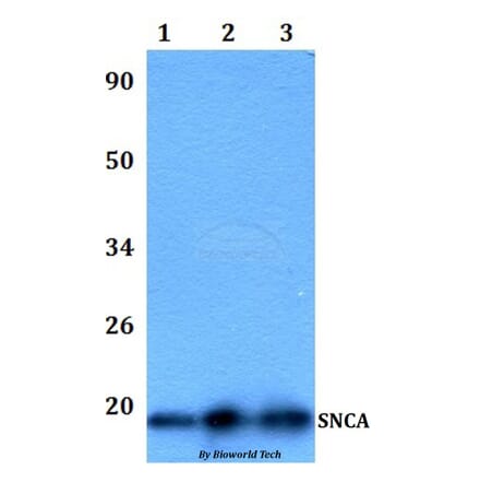 Anti-SNCA Antibody from Bioworld Technology (BS60989) - Antibodies.com