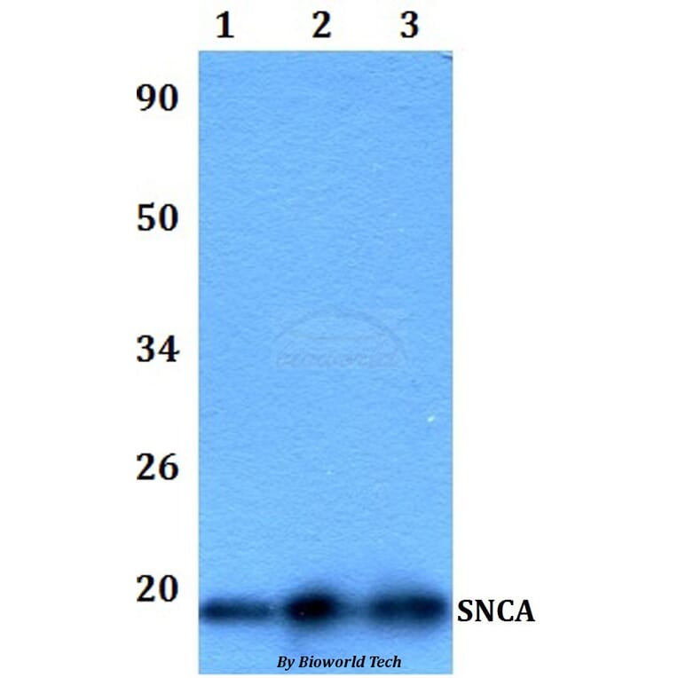Anti-SNCA Antibody from Bioworld Technology (BS60989) - Antibodies.com