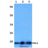 Anti-SNCA Antibody from Bioworld Technology (BS60989) - Antibodies.com