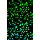 Anti-Cyclin H Antibody from Bioworld Technology (BS6099) - Antibodies.com
