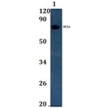 Anti-BCL6 Antibody from Bioworld Technology (BS60991) - Antibodies.com