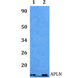Anti-APLN Antibody from Bioworld Technology (BS60997) - Antibodies.com